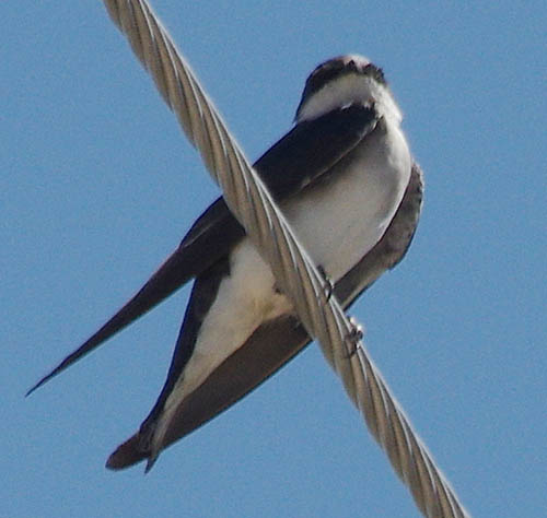  Tree swallow