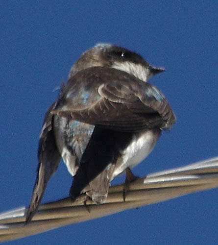  Tree swallow