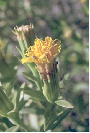  Trixis californica v.californica