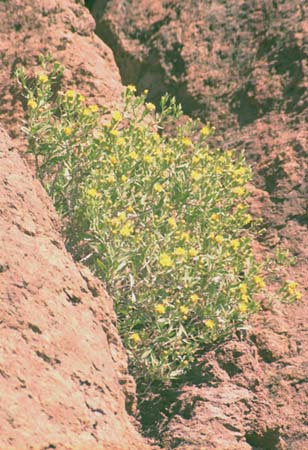  Trixis californica v.californica