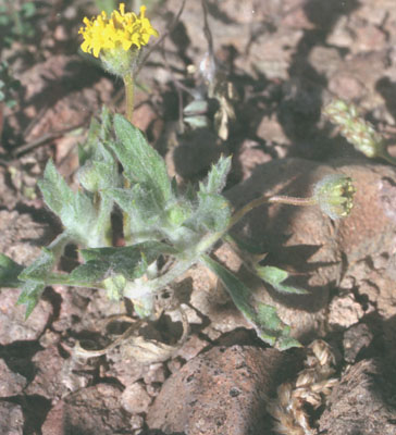  Trichoptilium incisum