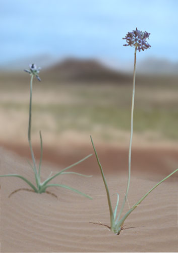  Triteleiopsis palmeri