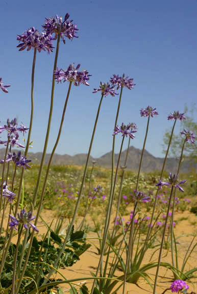  Triteleiopsis palmeri