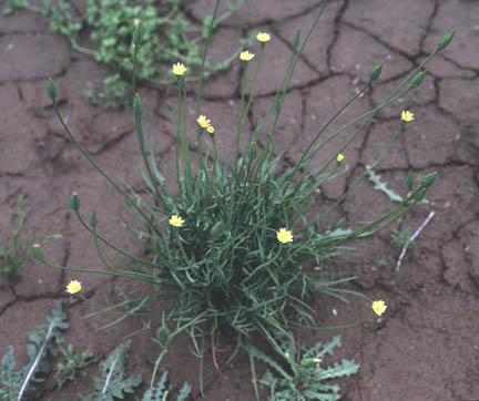  Bromus tectorum