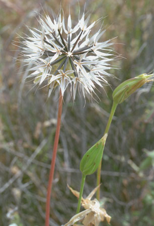  Uropappus lindleyi 