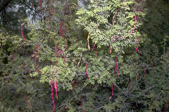  Vachellia constricta (Bentham) Seigler & Ebinger