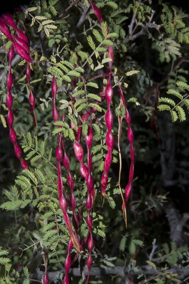  Vachellia constricta (Bentham) Seigler & Ebinger