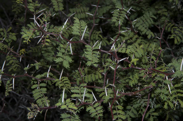  Vachellia constricta (Bentham) Seigler & Ebinger