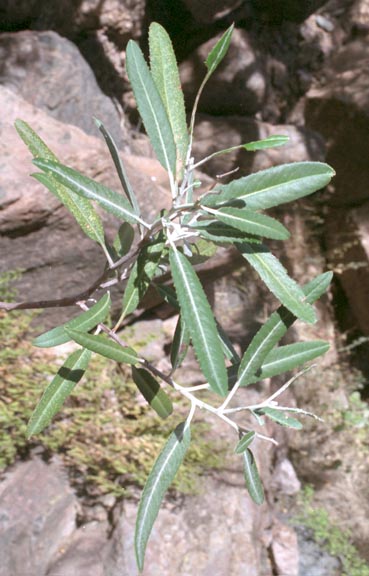  Vauquelinia californica ssp.sonorensis