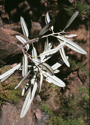  Vauquelinia californica ssp.sonorensis