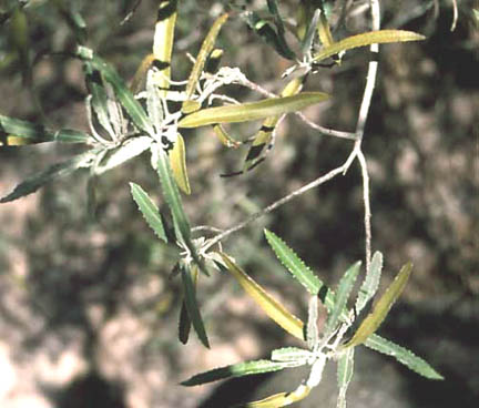  Vauquelinia californica ssp.sonorensis