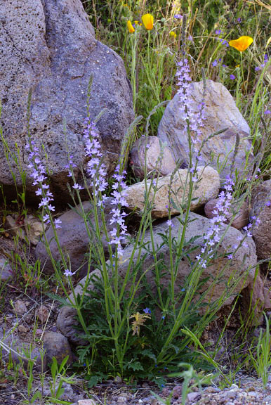  Verbena xylopoda