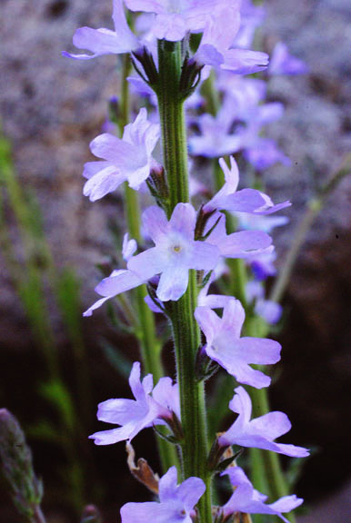  Verbena xylopoda