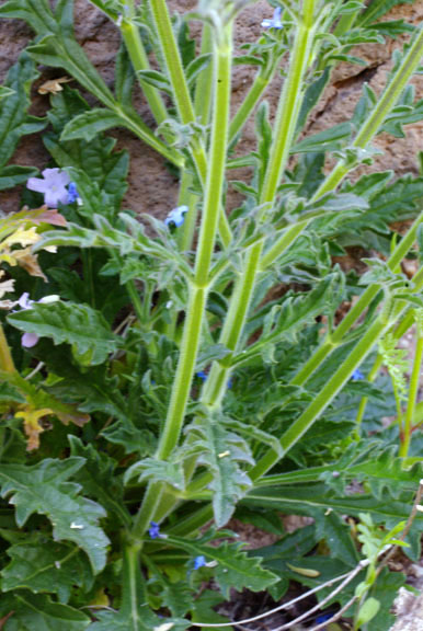  Verbena xylopoda