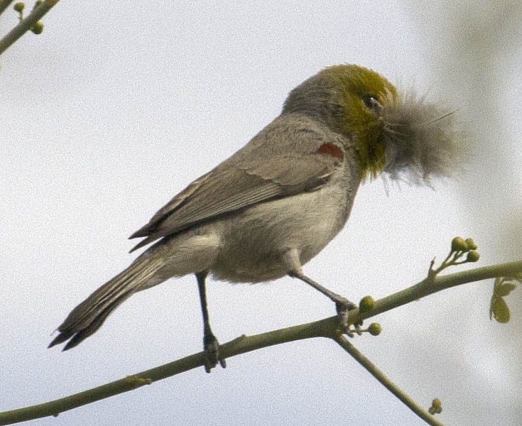  Verdin