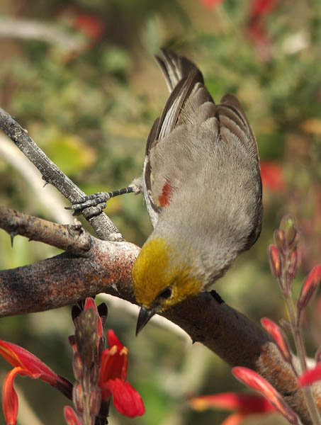  Verdin