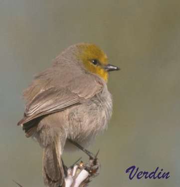  Verdin