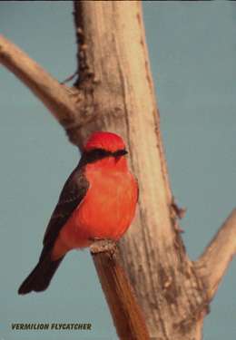  Vermilion flycatcher (male)