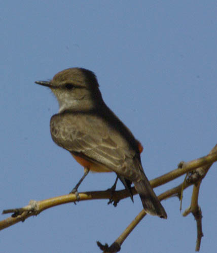  Vermilion flycatcher (female)