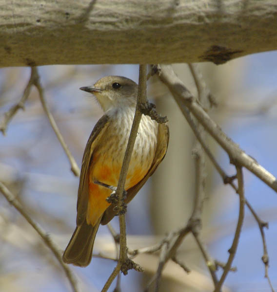  Vermilion flycatcher (female)