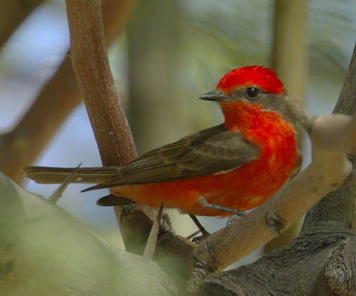  Vermilion flycatcher (male)