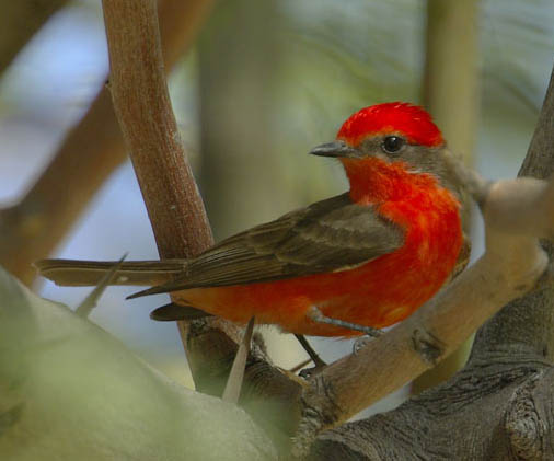  Vermilion flycatcher (male)