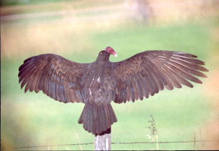  Turkey vulture