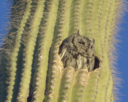  Western screech owl