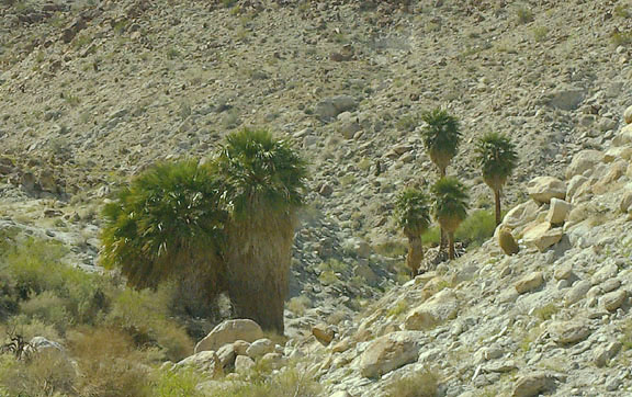  Washingtonia filifera