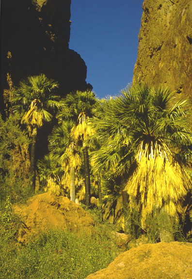  Washingtonia filifera