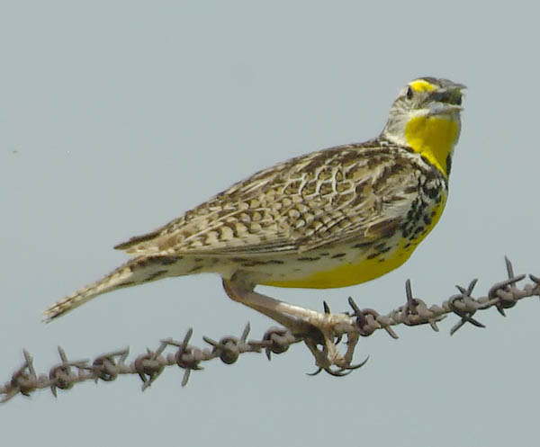  Western meadowlark