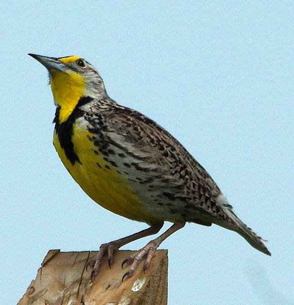  Western meadowlark