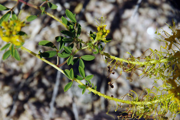  Wislizenia refracta ssp. Refracta