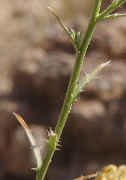  Xanthisma spinulosum v.gooddingii