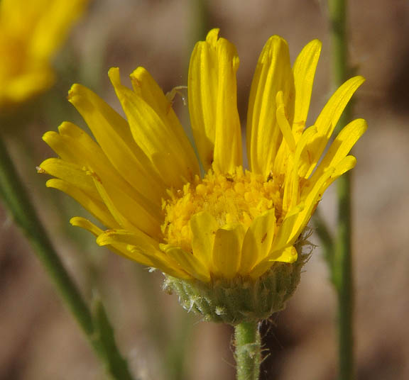  Xanthisma spinulosum v.gooddingii