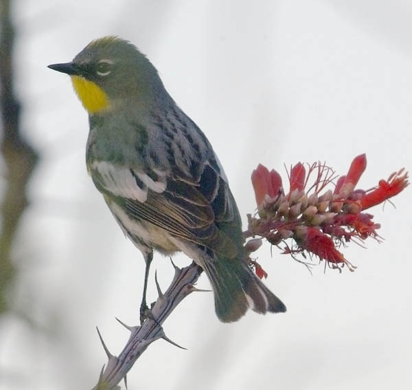  Yellow-rumped warbler (Audubon's) (male)