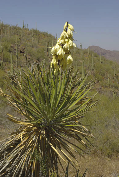  Yucca baccata v.brevifolia