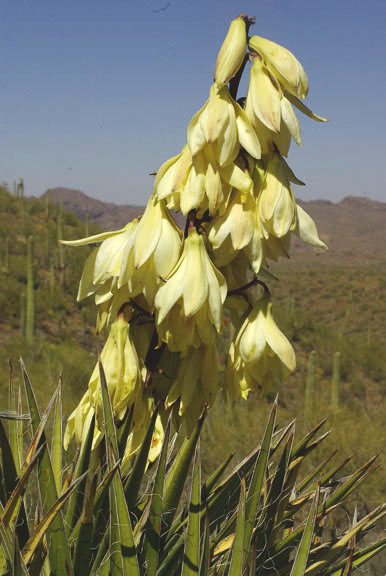  Yucca baccata v.brevifolia