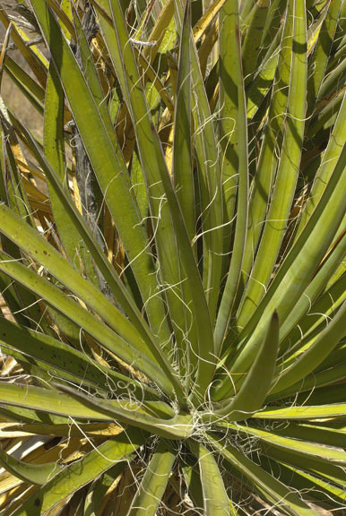  Yucca baccata v.brevifolia