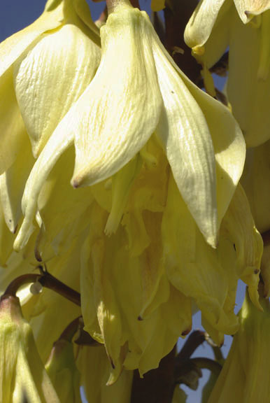  Yucca baccata v.brevifolia