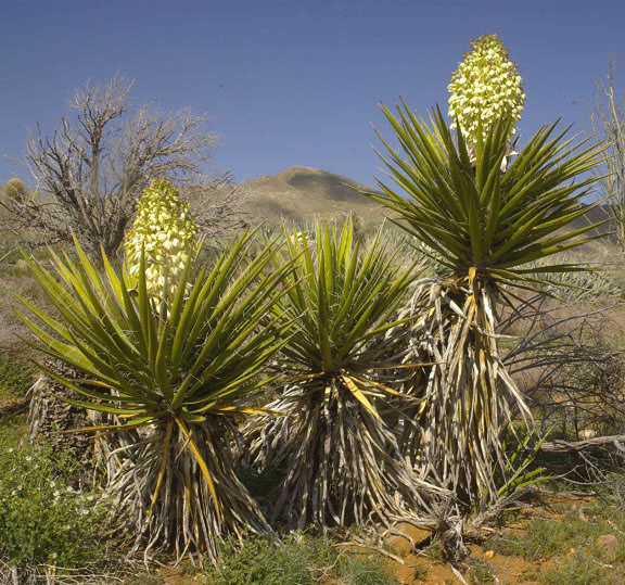  Yucca shidigera