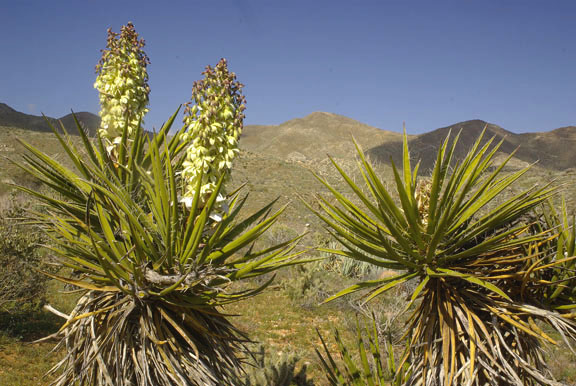  Yucca shidigera