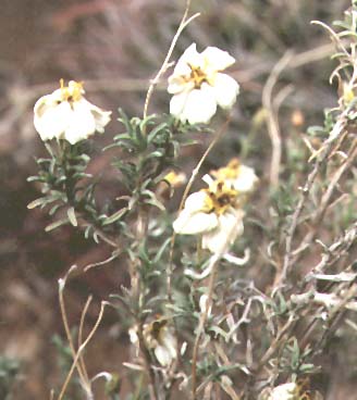  Zinnia acerosa