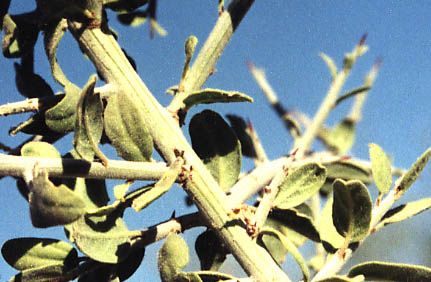  Ziziphus obtusifolia var. canescens