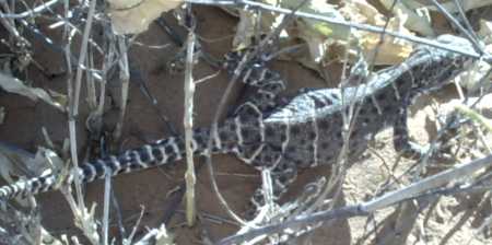  Longnose leopard lizard