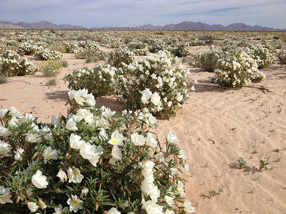  Oenothera deltoides Torrey & Fremont subsp. deltoides 