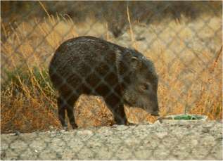  Collared peccary or javelina