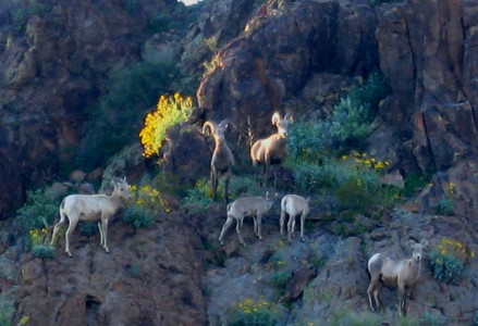  Desert bighorn