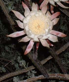  Peniocereus greggii v. transmontanus 