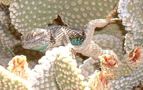  Desert spiny lizard